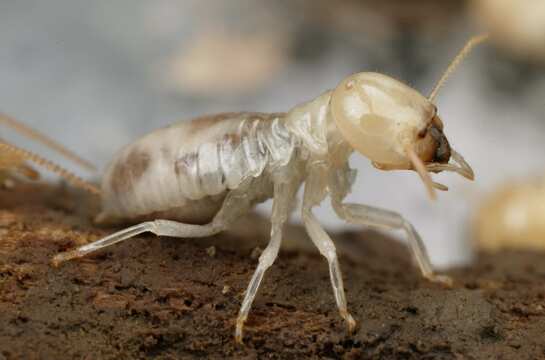 white-ant